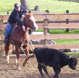 Cody Roping Calves at the Cosca Ranch 