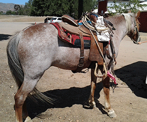 Whispering Silver Gryphon Registered Welsh Pony 4 Sale