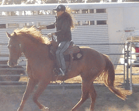Noel Cosca bred her mare Cashy Driftwood to Buzz Word, standing at the Green Valley Training Stables 2014 foal Wood Buzz for Money