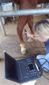 Wood Buzz for Cash has his teeth floated and ultra sound front left leg