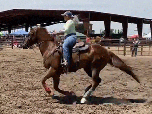 Wood Buzz For Cash 6 yr old gelding ridden by Noel Cosca