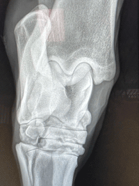 Xray of hock