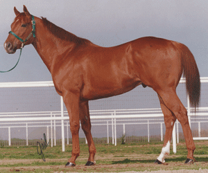 Noel Cosca bred her mare Cashy Driftwood to Buzz Word, standing at the Green Valley Training Stables 2014 foaling