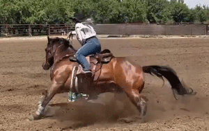 Noel Cosca riding Nugget Derby Standings