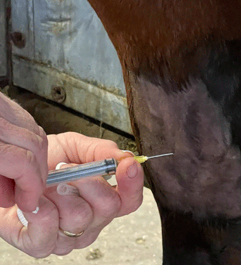 First set of Hock injections Red Hot Howie hocks Dec 2021