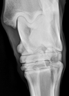 Xray of Red Hot Howie hock June 8 2021