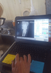 Xray of hock