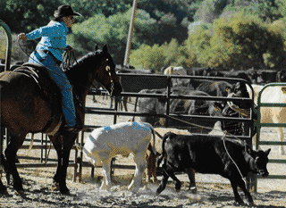 Tom roping at the CT Branding in the Livermore Hills