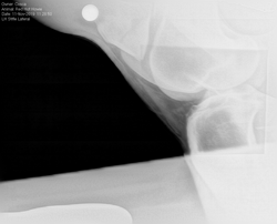 Xray of Stifle