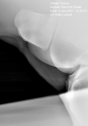 Xray of hock