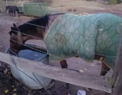 Filly Born by Cosca Ranch mare Cashy Driftwood