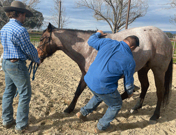 Bubba Kelly doing Chiropractic work on Howie Driftin TomGirl, aka Tom Girl