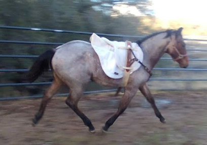 Filly Born by Cosca Ranch mare Cashy Driftwood