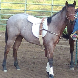Filly Born by Cosca Ranch mare Cashy Driftwood