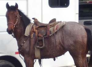 Filly Born by Cosca Ranch mare Cashy Driftwood
