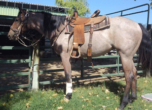 Filly TomGrl 14mo Born at Cosca Ranch mare Cashy Driftwood