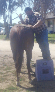 Bubba Kelly doing Chiropractic work on Wood Get the Cash, aka Nugget