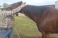 Bubba Kelly doing Chiropractic work on Wood Get the Cash, aka Nugget