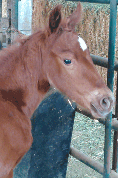 Registered AQHA foal born to Noel Cosca Rodeo Broodmare Cashy Driftwood 2012 filly