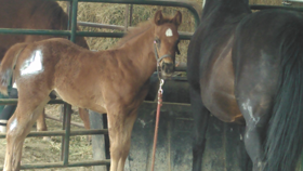Noel Cosca halter breaking Nugget colt who scared himself as a young colt on his right hip